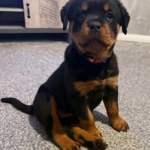 Bruno